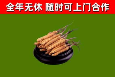 普定烟酒回收冬虫夏草.jpg